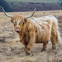 Buy canvas prints of Longhorn cow on Exmoor by Pete Hemington