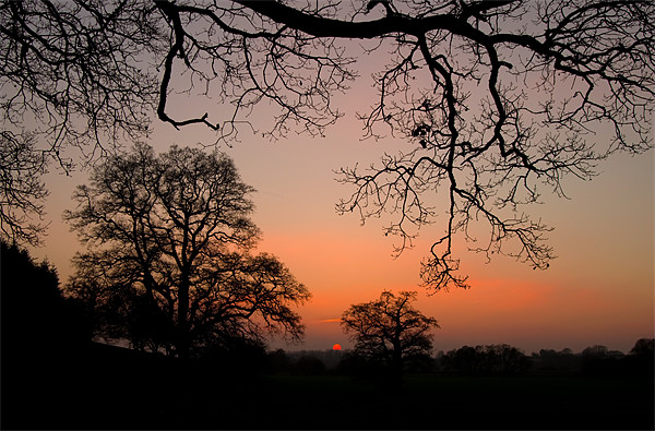 Sunset through the Trees Picture Board by Pete Hemington
