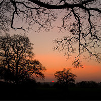 Buy canvas prints of Sunset through the Trees by Pete Hemington
