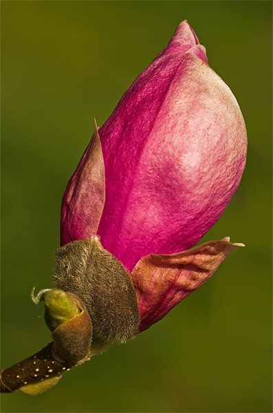 Magnolia Bud Picture Board by Pete Hemington