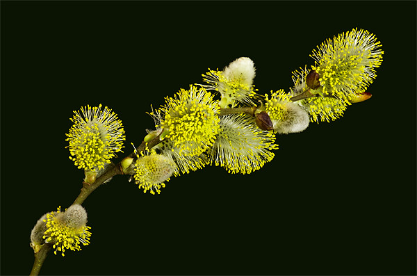 Pussy Willow Catkins Picture Board by Pete Hemington