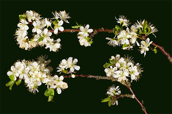 Plum blossom Picture Board by Pete Hemington