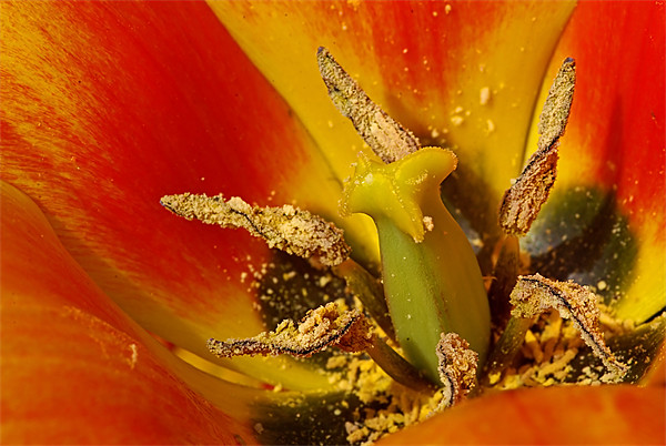 Tulip macro Picture Board by Pete Hemington