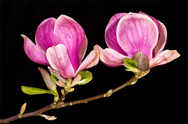 Magnolia blooms Picture Board by Pete Hemington