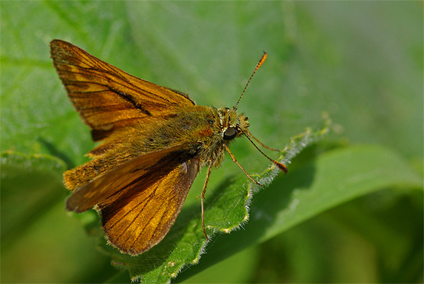 Skipper - butterfly Picture Board by Pete Hemington