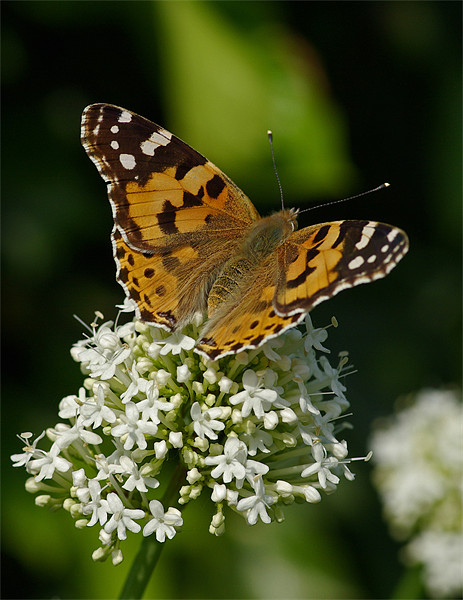 Painted lady butterfly Picture Board by Pete Hemington
