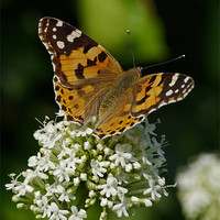 Buy canvas prints of Painted lady butterfly by Pete Hemington