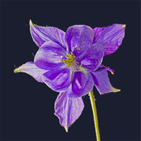 Buy canvas prints of Blue bloom (aquilegia) by Pete Hemington