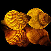 Buy canvas prints of Illuminated Sea shells by Pete Hemington