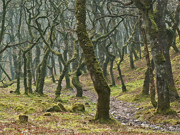 Woods near Badgeworthy Water Exmoor Picture Board by Pete Hemington