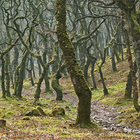 Buy canvas prints of Woods near Badgeworthy Water Exmoor by Pete Hemington