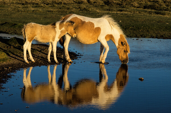 Dartmoor ponies Picture Board by Pete Hemington