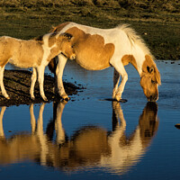 Buy canvas prints of Dartmoor ponies by Pete Hemington