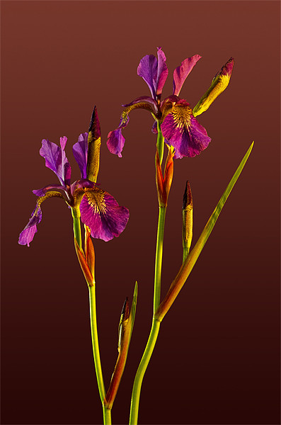Two Irises Picture Board by Pete Hemington