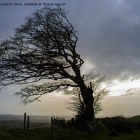 Buy canvas prints of Storm damaged tree on Raddon by Pete Hemington