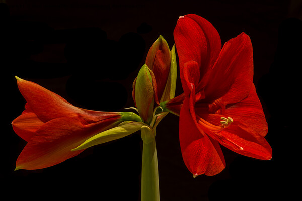 Amaryllis Flower Picture Board by Pete Hemington
