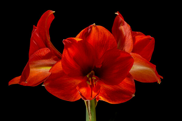 Amaryllis Flower Picture Board by Pete Hemington
