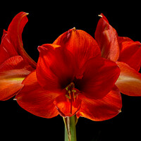 Buy canvas prints of Amaryllis Flower by Pete Hemington