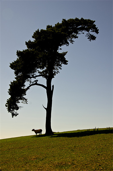 Silhouetted Tree and sheep Picture Board by Pete Hemington