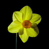 Buy canvas prints of Single yellow daffodil flower by Pete Hemington