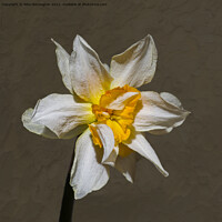 Buy canvas prints of A double daffodil flower by Pete Hemington