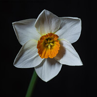 Buy canvas prints of Single white petalled daffodil flower by Pete Hemington