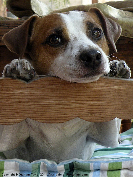 Adorable Jack Russell Terrier Enjoys the Moment Picture Board by Graham Taylor