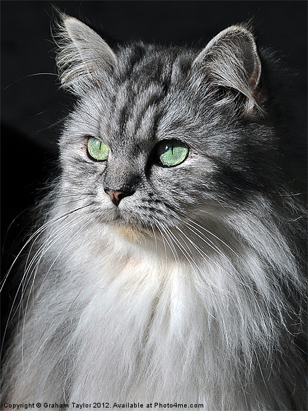 Displeased Feline Gaze Picture Board by Graham Taylor