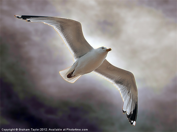 Majestic Seagull Soaring over Hastings Picture Board by Graham Taylor