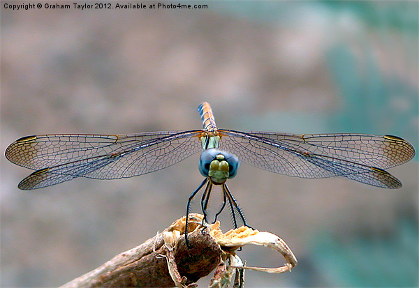 Majestic Dragonfly Portrait Picture Board by Graham Taylor