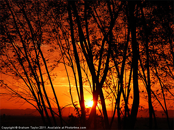 Sunrise Through The Trees Picture Board by Graham Taylor