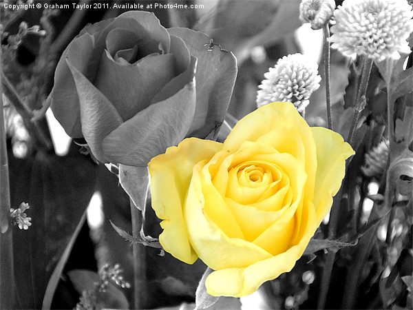 Yellow Rose Picture Board by Graham Taylor