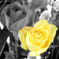 Buy canvas prints of Yellow Rose by Graham Taylor