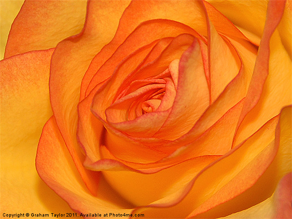 Orange Rose Picture Board by Graham Taylor
