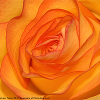Buy canvas prints of Orange Rose by Graham Taylor
