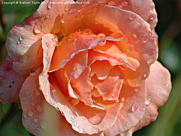 Wet Rose Picture Board by Graham Taylor