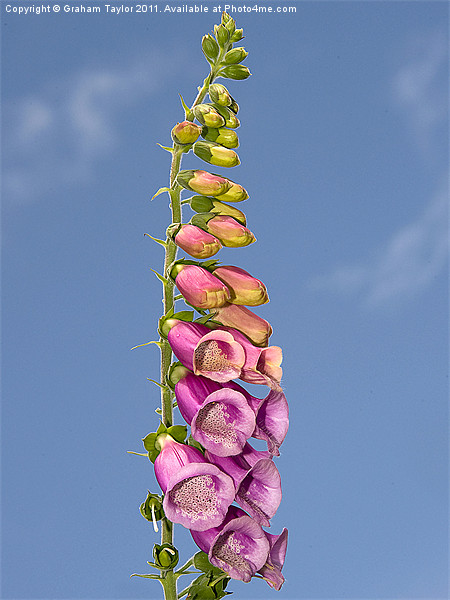 Enchanting Foxglove Blooms Picture Board by Graham Taylor