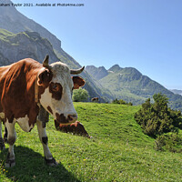 Buy canvas prints of Majestic Brown Cow by Graham Taylor