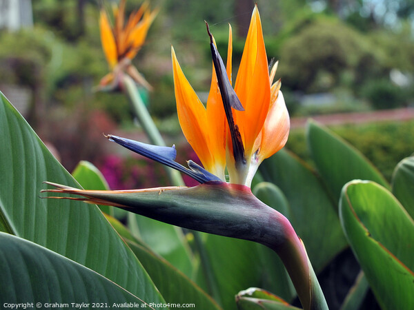 Majestic Bird of Paradise Flower Picture Board by Graham Taylor