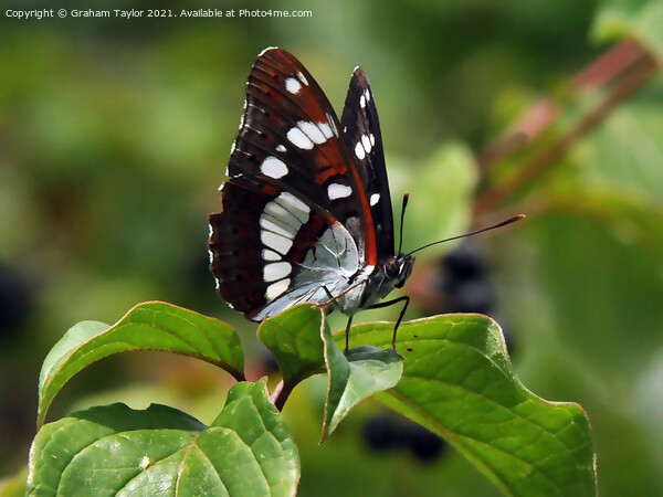 Majestic Lorquins Admiral Butterfly Picture Board by Graham Taylor