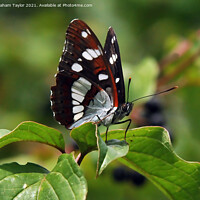 Buy canvas prints of Majestic Lorquins Admiral Butterfly by Graham Taylor