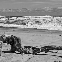 Buy canvas prints of Driftwood at Winterton by Darren Burroughs