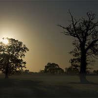 Buy canvas prints of Sunrise, Trees And Shadows. by Darren Burroughs