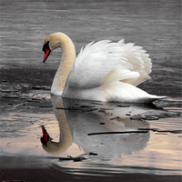 Buy canvas prints of Swan Lake by Darren Burroughs