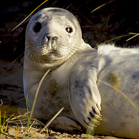 Buy canvas prints of Seals At Winterton On Sea, Norfolk Coast by Darren Burroughs