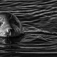 Buy canvas prints of Seals At Winterton On Sea, Norfolk Coast by Darren Burroughs