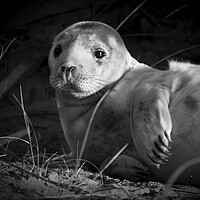 Buy canvas prints of Seal Pup At Winterton On Sea Norfolk by Darren Burroughs