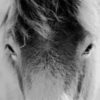 Buy canvas prints of Wild Foal by Darren Burroughs
