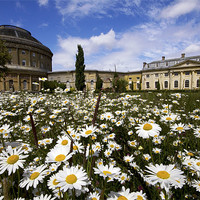 Buy canvas prints of From The Daisies. Ickworth House by Darren Burroughs
