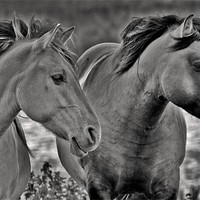 Buy canvas prints of Konik Horses at Minsmere by Darren Burroughs